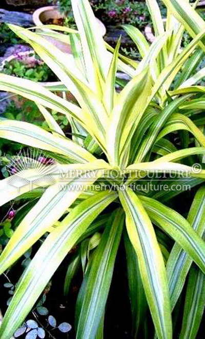 Dracaena fragrans 'Lemon Lime'